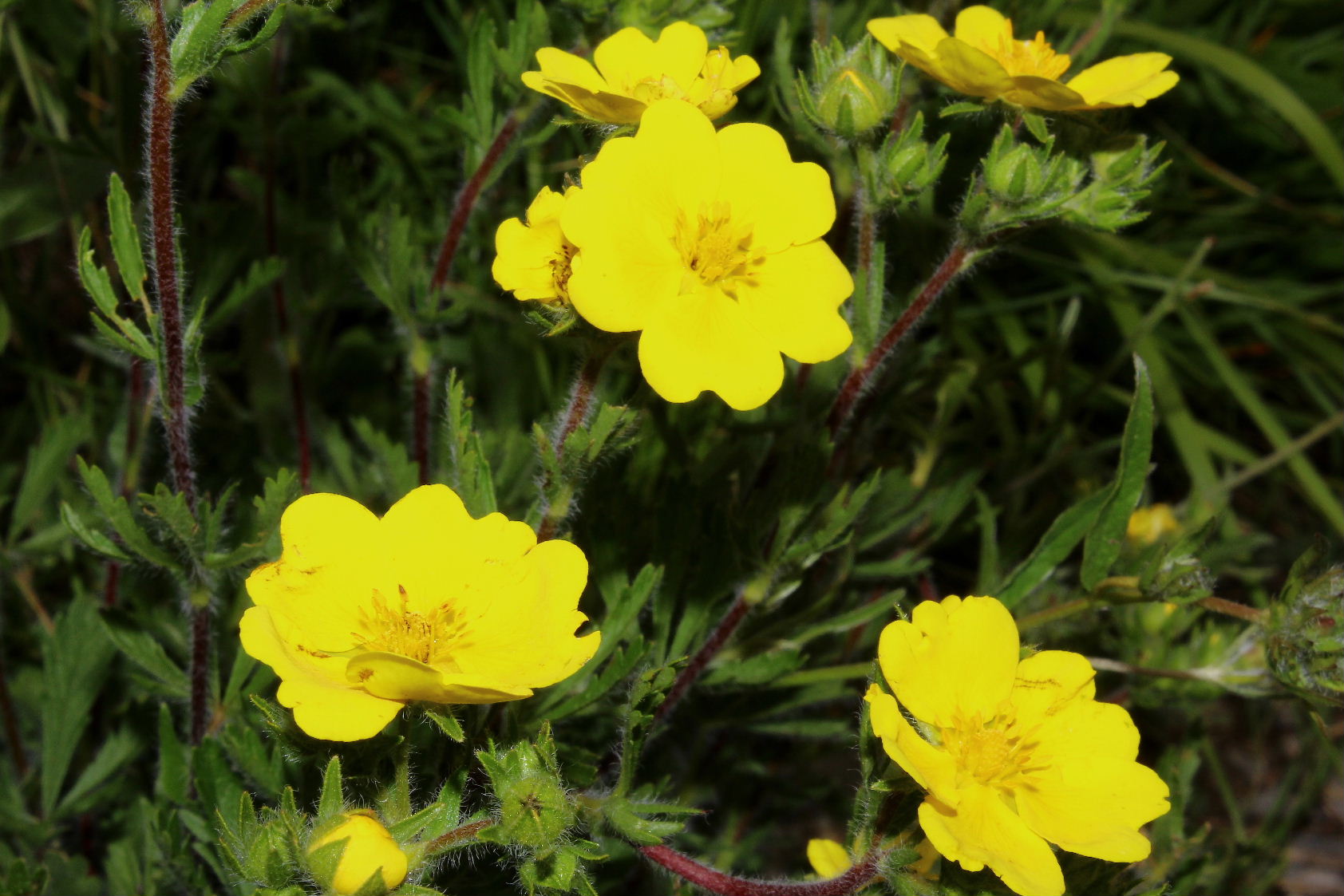 Potentilla pedata / Cinquefoglia pedata